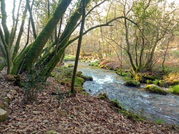 Senda do río Furnia, en Pexegueiro